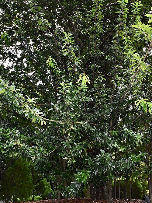 Pentadesma: West Africa’s Hidden Butter Tree